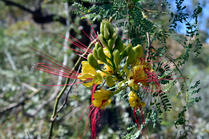 Bird-of-Paradise Shrub blooms from April or May through August and September. The fruits are a toxic legume pods which are gland-dotted with dense short red glandular hair. Caesalpinia gilliesii 